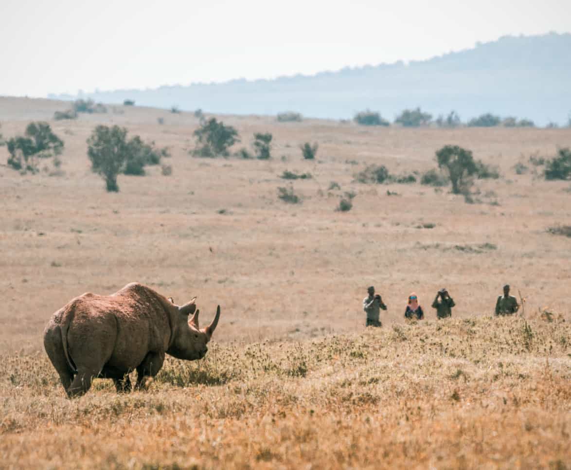 Rhino Tracking