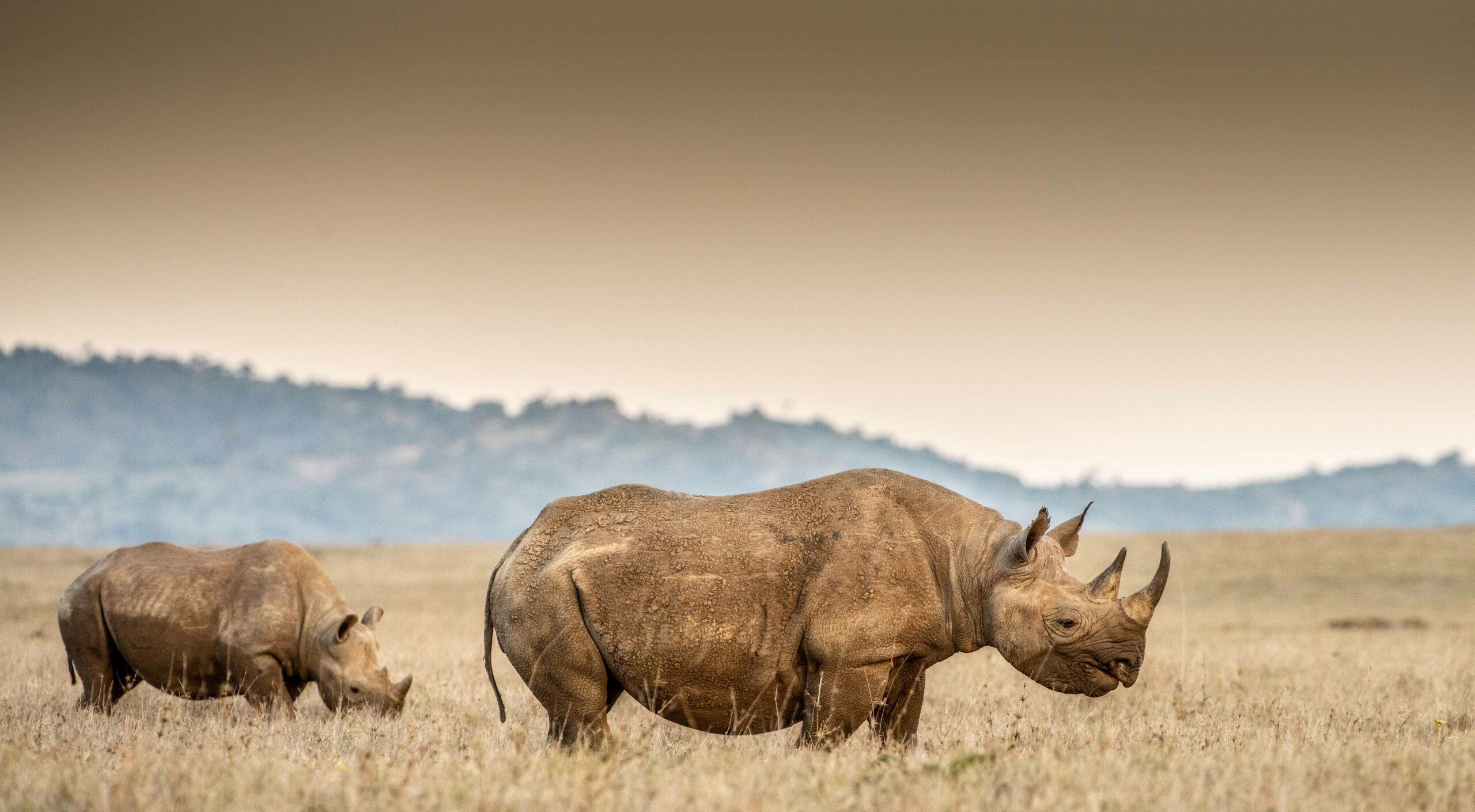 Rhino Conservation