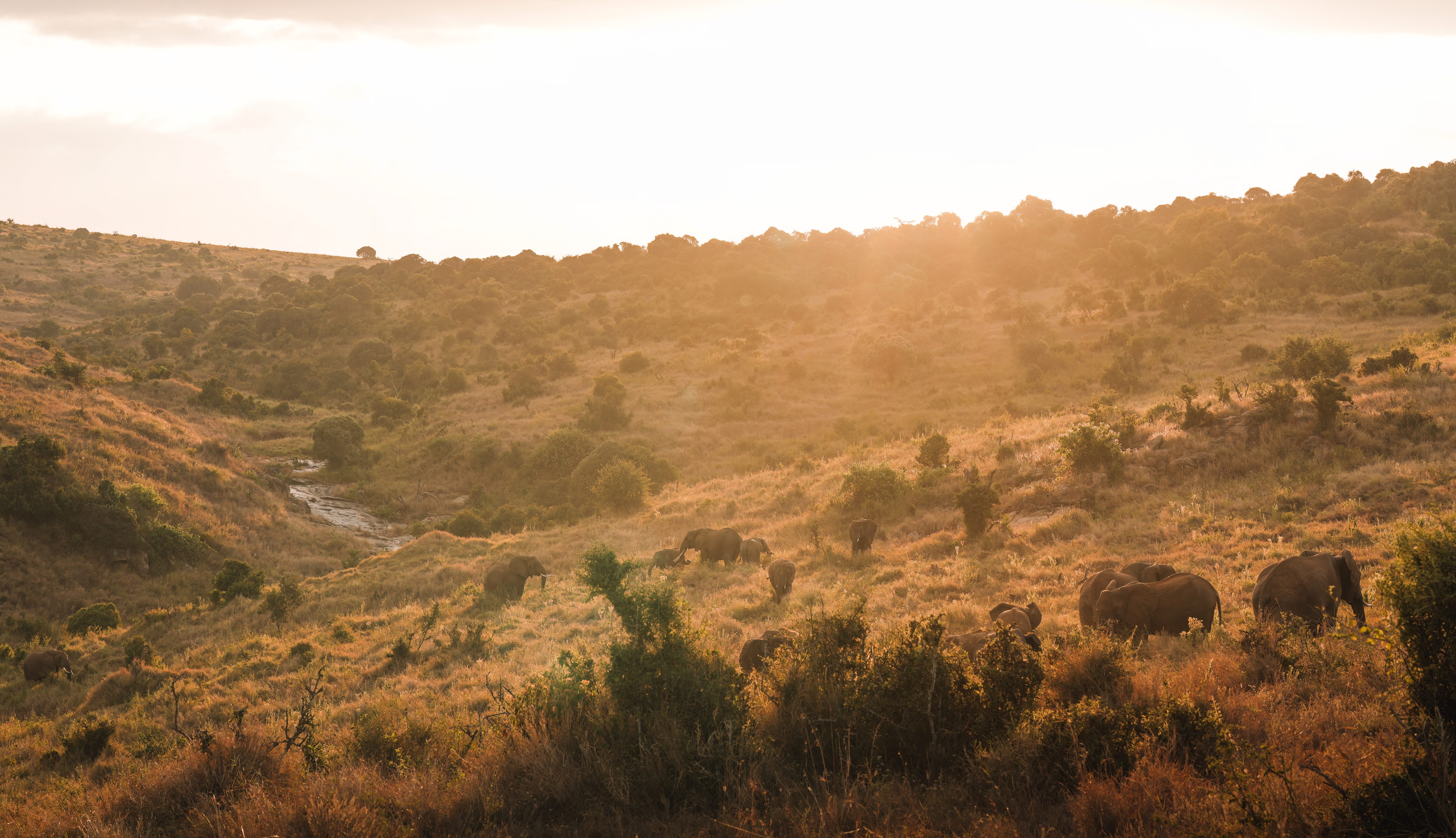 A Beginner’s Guide to Your First Safari Adventure