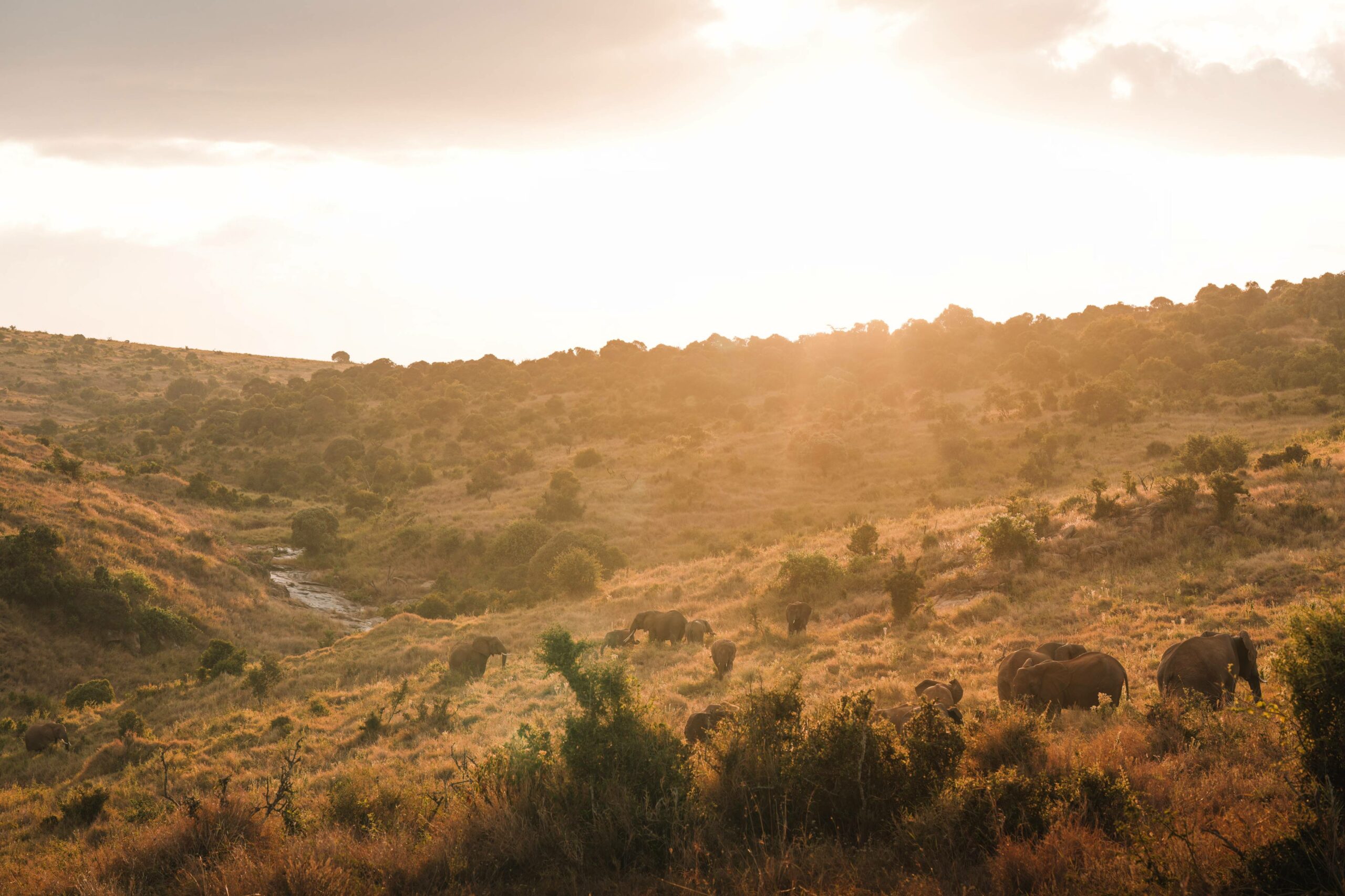 Run for Conservation: Why the TUSK Marathon is an Unmissable Experience and why Lengishu is the ultimate place to stay