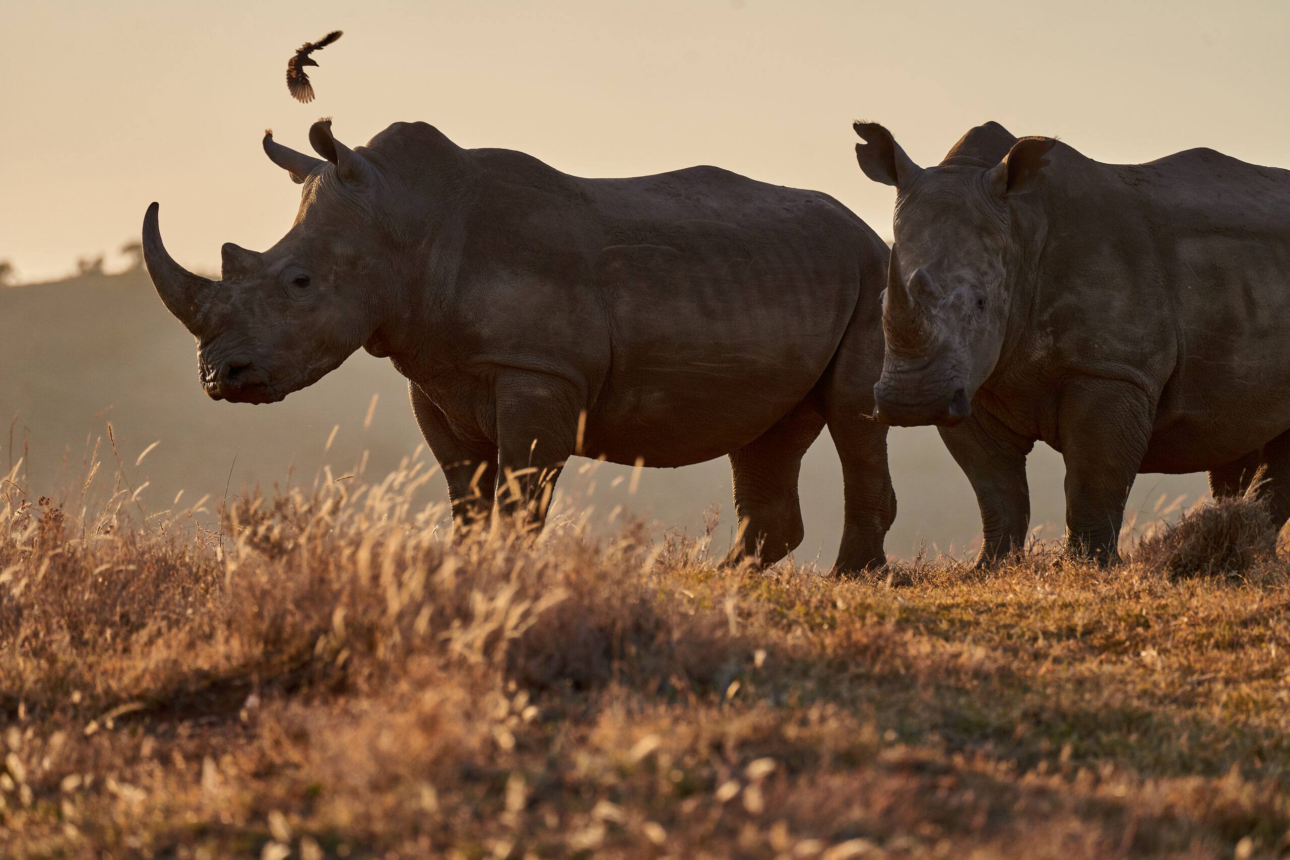 A Year in the Wild: Life, Conservation and Experience at Borana Conservancy