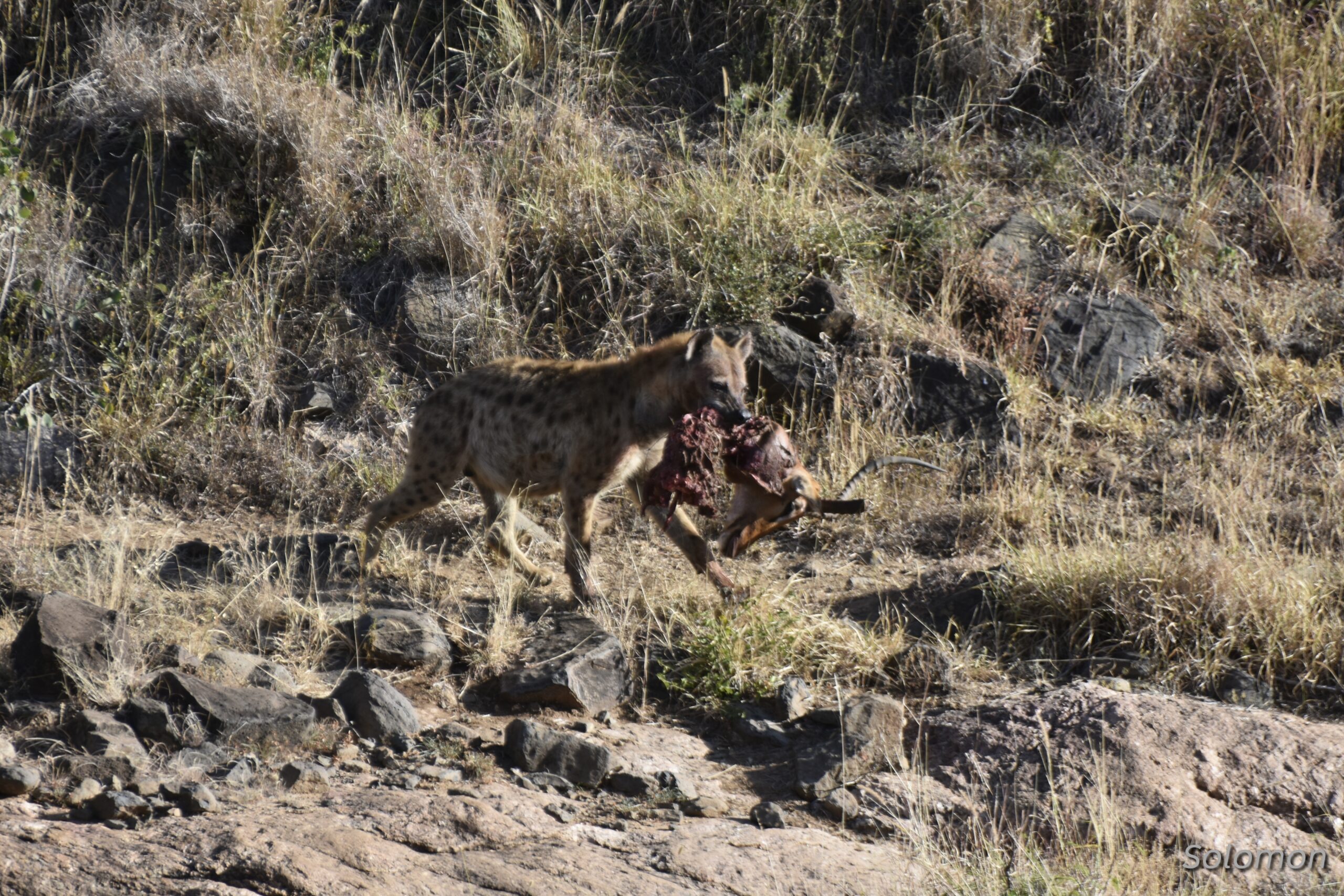 Witnessing leopards with Lengishu