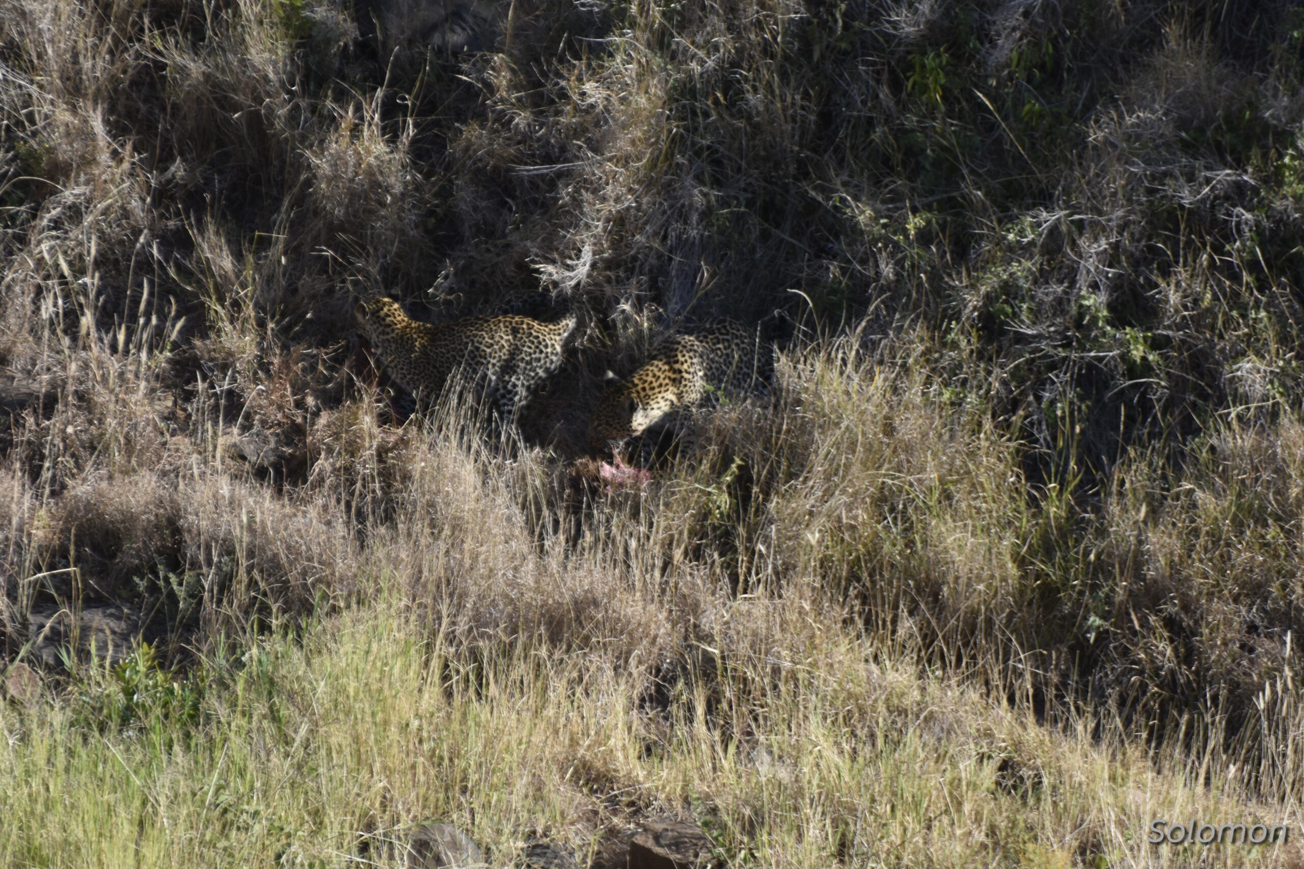 Witnessing leopards with Lengishu