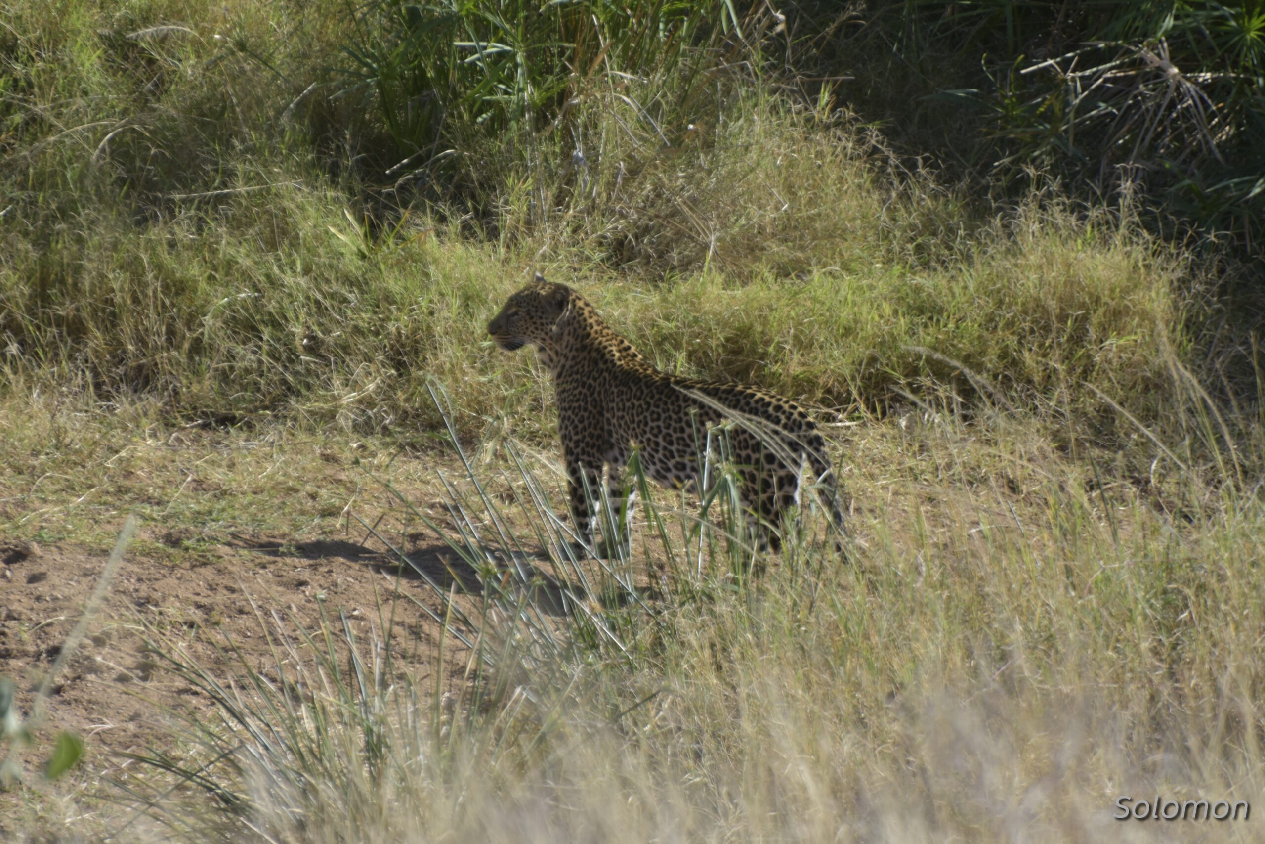 A Rare Encounter with One of Africa’s Most Elusive Predators